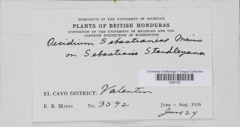 Aecidium sebastianiae image