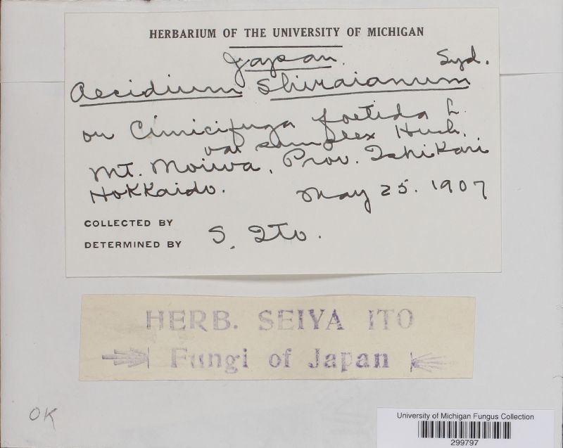 Aecidium shiraianum image