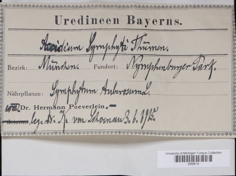 Aecidium symphyti image