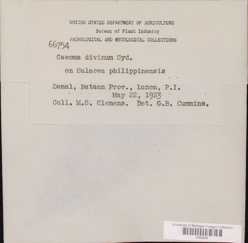 Kweilingia divina image