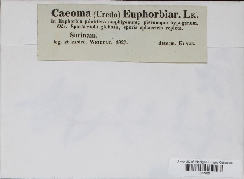 Caeoma euphorbiarum image