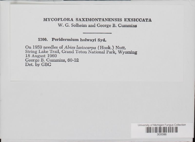 Peridermium holwayi image