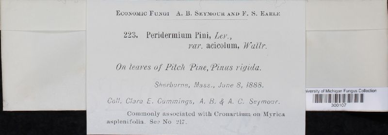 Peridermium pini var. acicola image