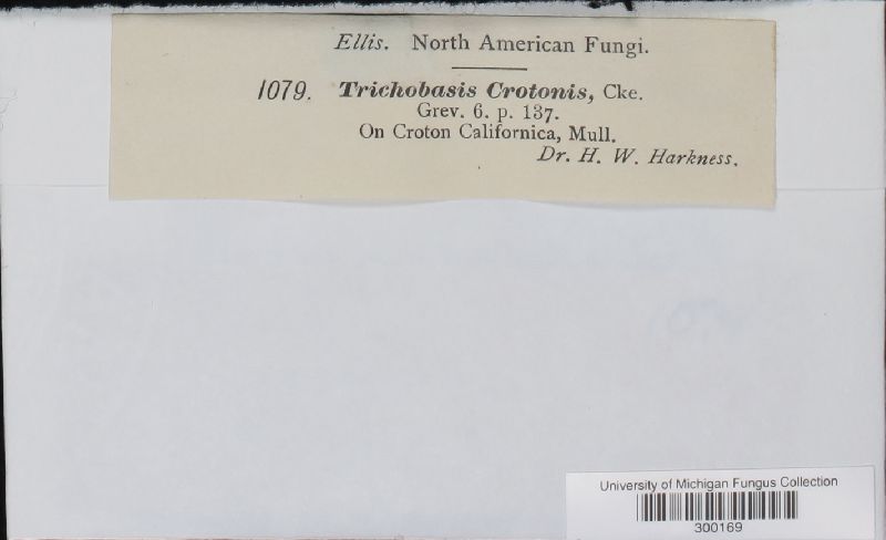 Trichobasis crotonis image