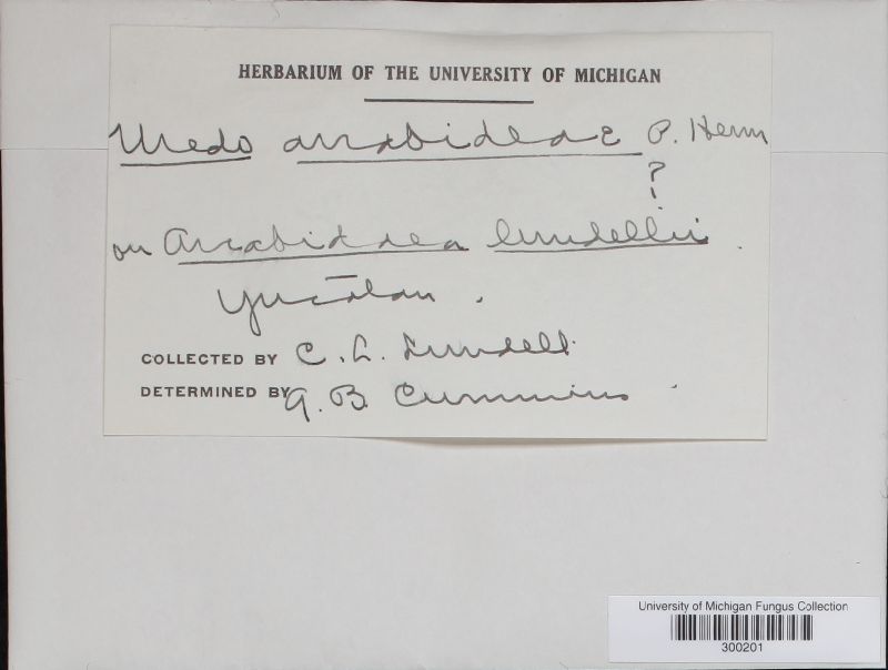 Macabuna arrabidaeae image