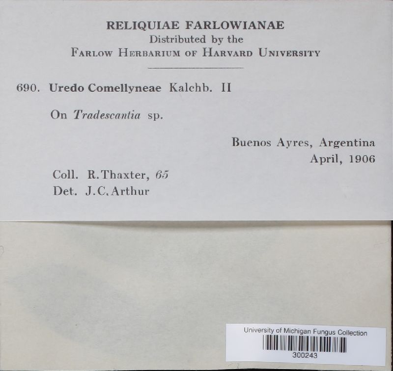 Uredo commelinae image