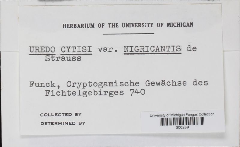 Uredo cytisi image