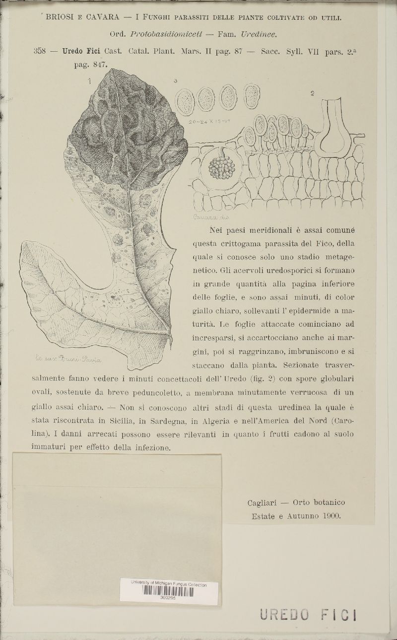 Cerotelium fici image