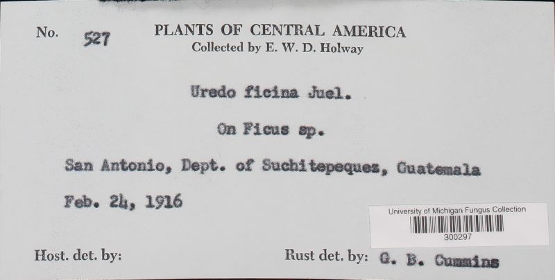 Uredo ficina image