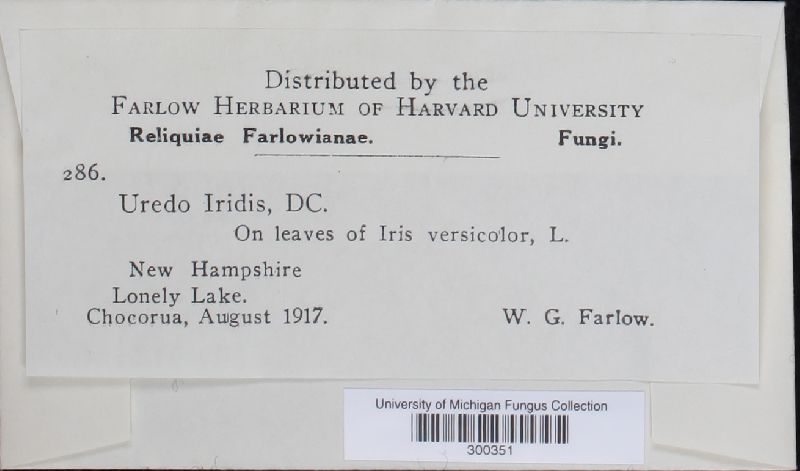 Puccinia iridis image