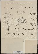 Cronartium quercuum image