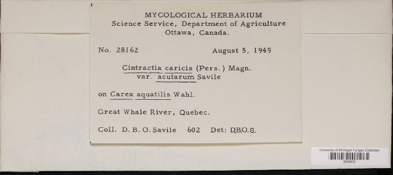 Cintractia caricis var. acutarum image