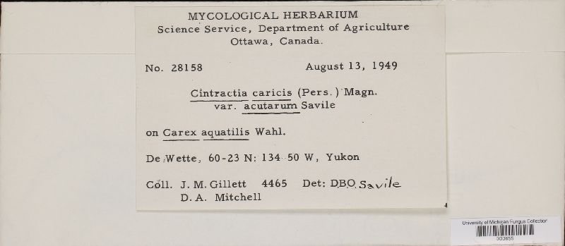 Cintractia caricis var. acutarum image