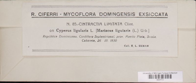 Cintractia limitata image