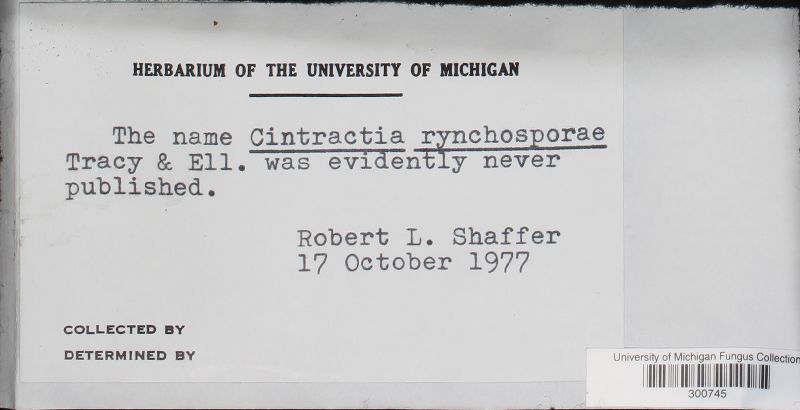 Cintractia rhynchosporae image