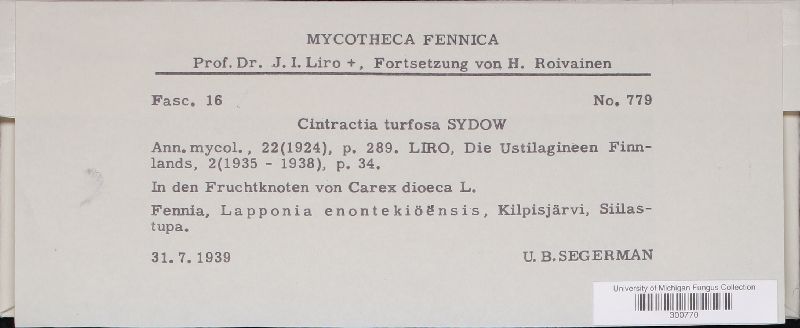 Cintractia turfosa image
