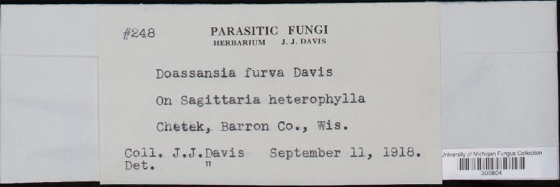 Doassansiopsis furva image