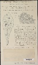 Entyloma calendulae image