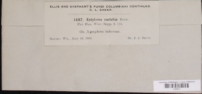 Entyloma castaliae image