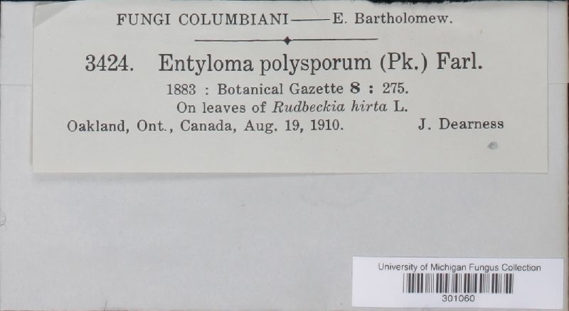 Entyloma polysporum image