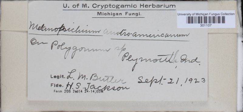 Melanopsichium austroamericanum image