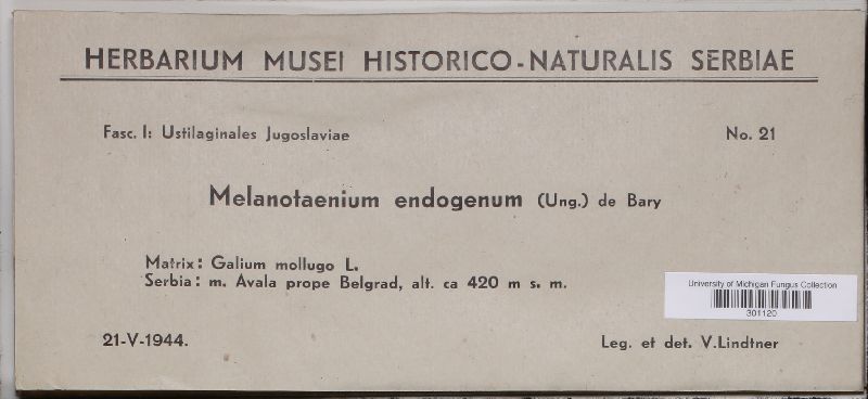 Melanotaenium endogenum image