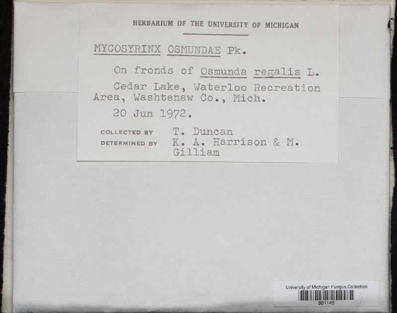 Mycosyrinx osmundae image