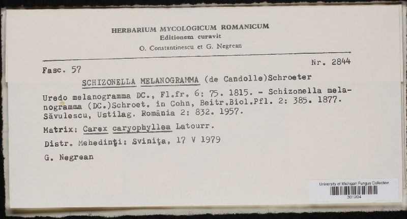 Schizonella image