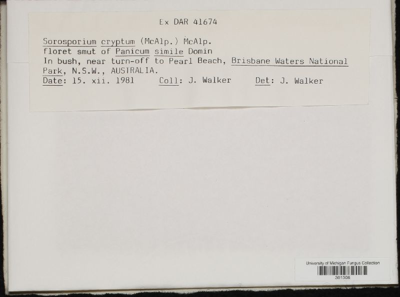 Sorosporium cryptum image