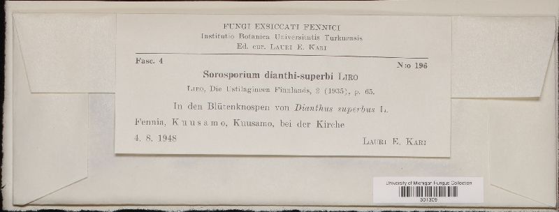 Sorosporium dianthi-superbi image