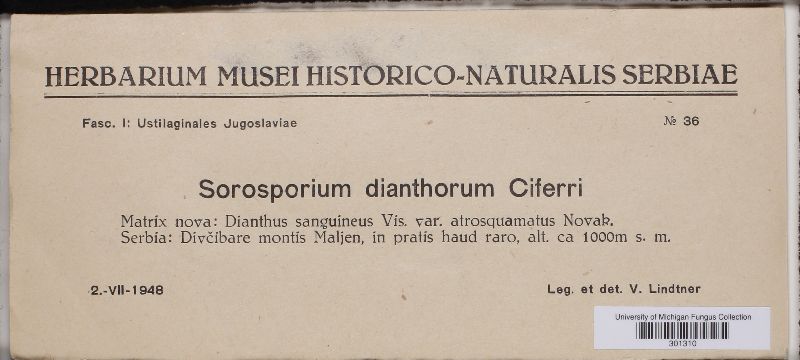 Sorosporium dianthorum image