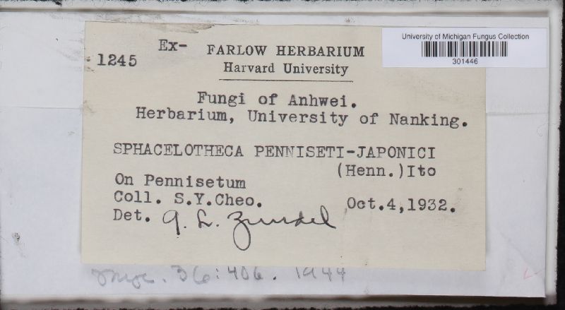 Sphacelotheca penniseti-japonici image