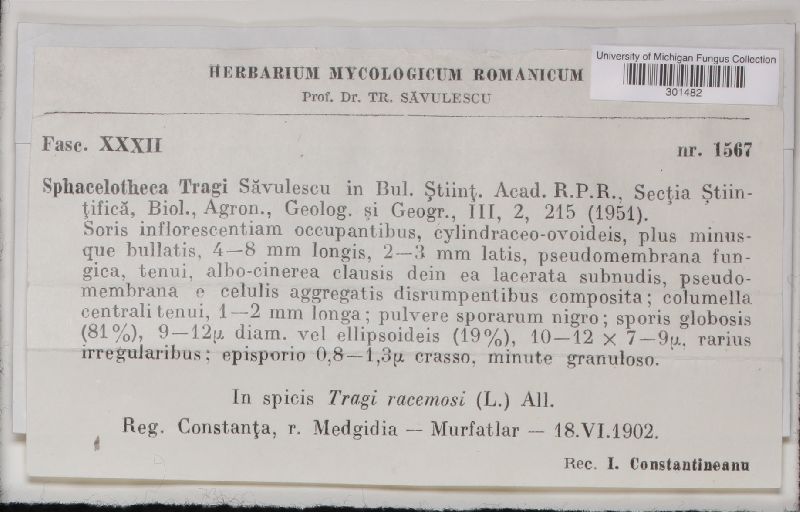 Sphacelotheca tragi image