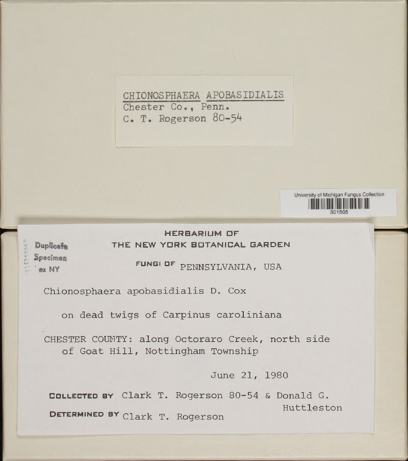 Chionosphaera apobasidialis image