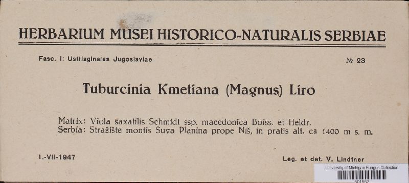 Tuburcinia kmetiana image