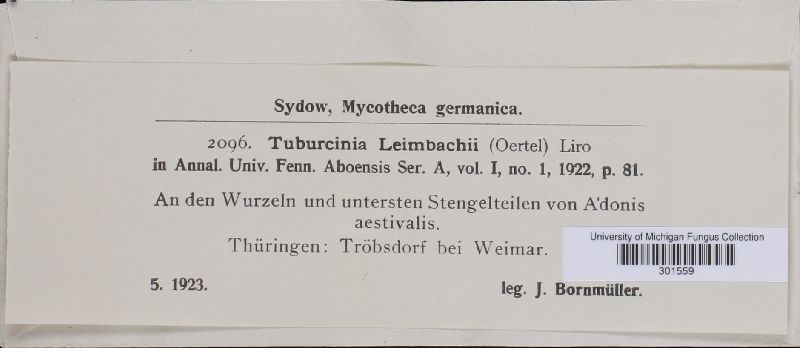 Tuburcinia leimbachii image