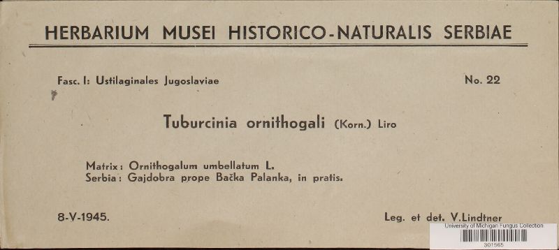 Tuburcinia ornithogali image