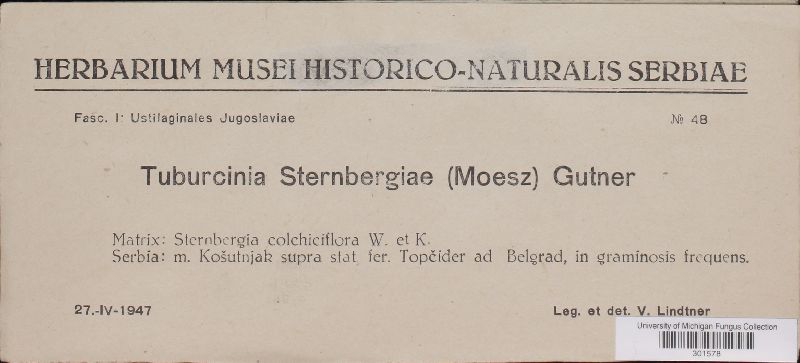 Tuburcinia sternbergiae image
