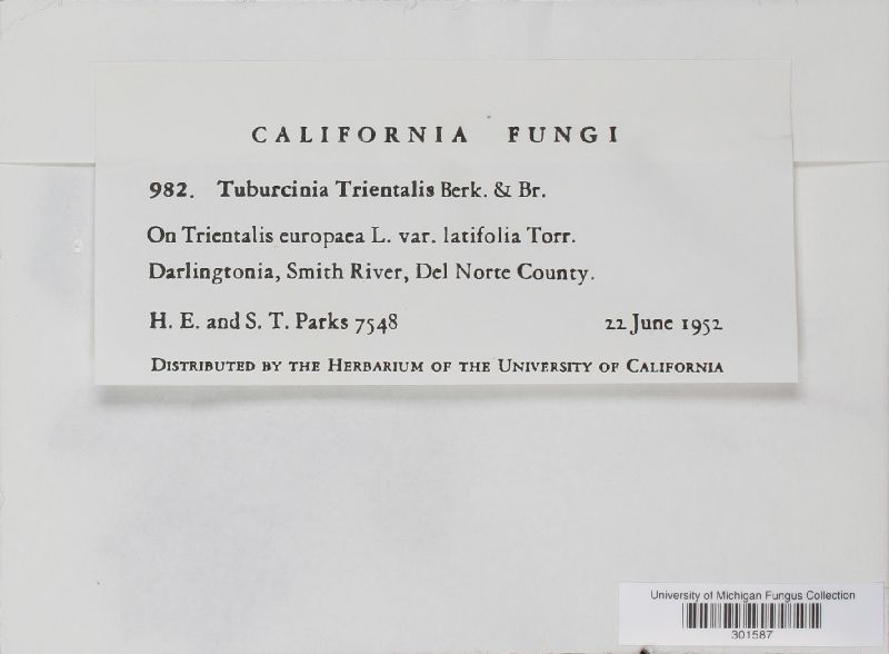 Urocystis trientalis image