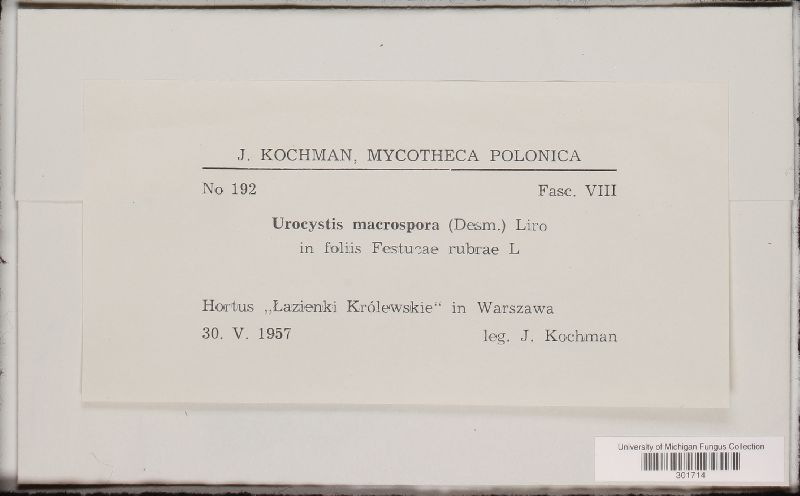 Urocystis macrospora image