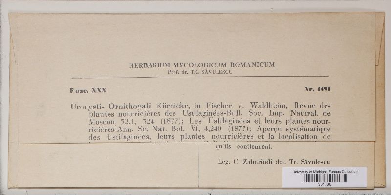 Urocystis ornithogali image