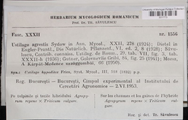 Ustilago agrestis image