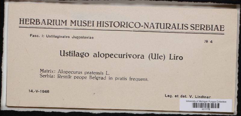 Ustilago alopecurivora image