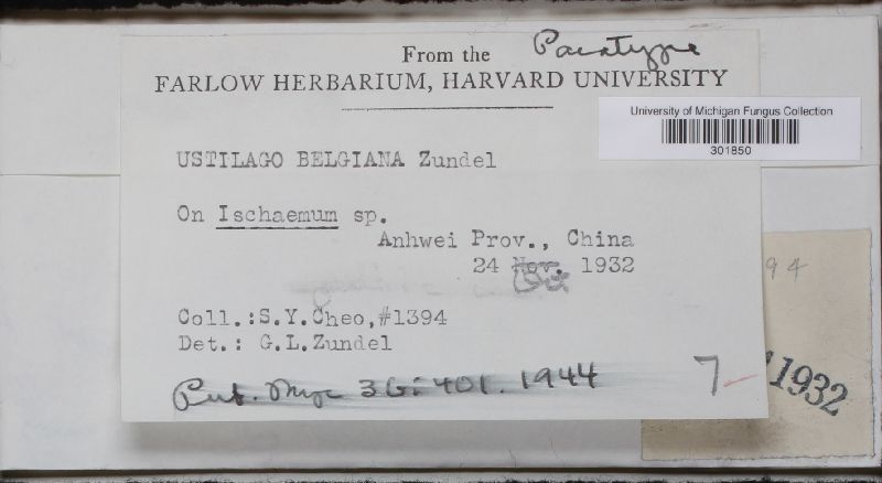 Ustilago belgiana image