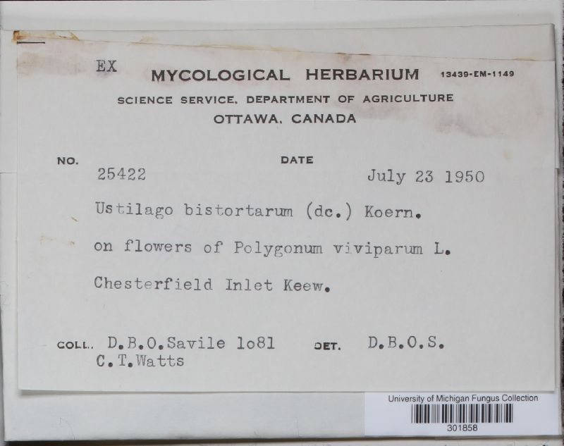 Microbotryum bistortarum image