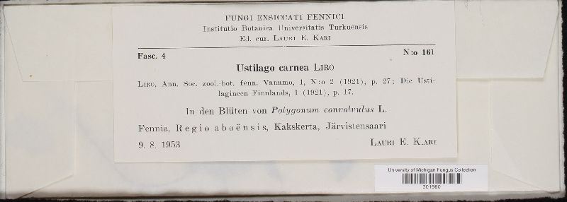 Ustilago carnea image