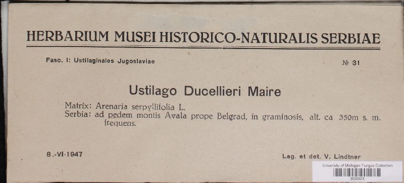 Ustilago ducellieri image