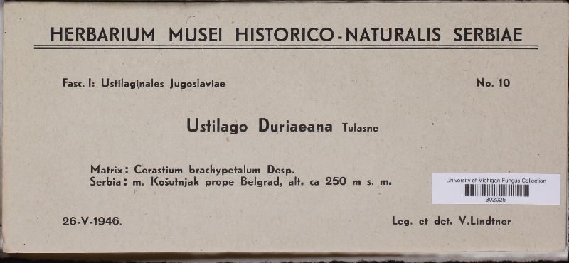 Microbotryum duriaeanum image