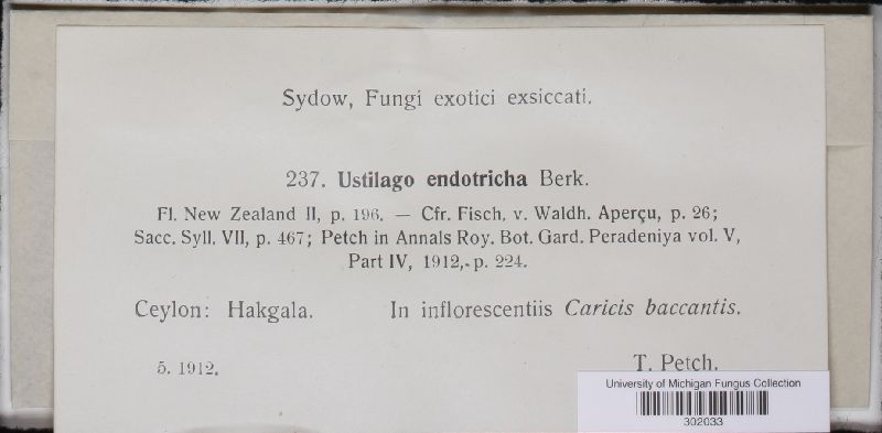 Farysporium endotrichum image