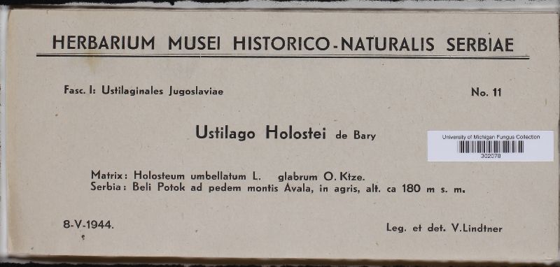 Microbotryum holostei image
